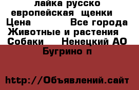 лайка русско-европейская (щенки) › Цена ­ 5 000 - Все города Животные и растения » Собаки   . Ненецкий АО,Бугрино п.